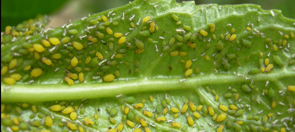 Aphids