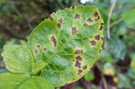 Bacterial Leaf Spot