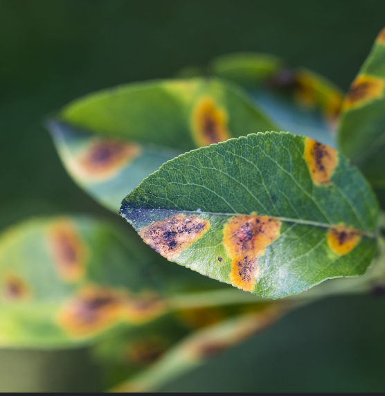 Leaf Spot