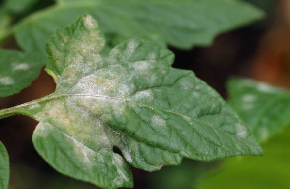 Powdery Mildew