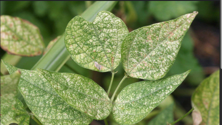 Spider Mites